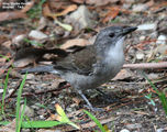 Picture relating to Tasmania - titled 'Birds of Tasmania - #3 - Strahan Region'