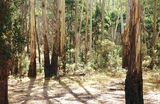 Picture relating to Caveat - titled 'Caveat Bushland Reserve, Reedy Cr Falls'