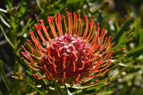 Picture relating to Minnie Water - titled 'Protea'