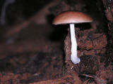 Picture relating to Watagan State Forest - titled 'Watagan State Forest'