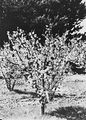 Picture relating to Yarralumla - titled 'Flowering peach trees in bloom, Yarralumla Nursery.'