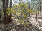 Picture relating to Ganmain State Forest - titled 'Ganmain State Forest'