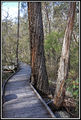 Picture relating to South East Forest National Park - titled 'South East Forest National Park'