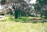 Picture of / about 'Fitzroy River' Victoria - Fitzroy River bush camp