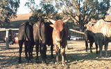 Picture relating to Cootamundra - titled 'Cootamundra Rodeo'