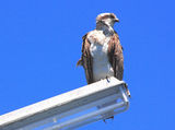 Picture relating to Streaky Bay - titled 'Streaky Bay SA'