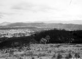 Picture relating to Mount Stromlo - titled 'Pine plantation, Mount Stromlo.'