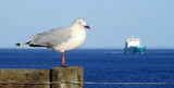 Picture relating to Point Lonsdale - titled 'Point Lonsdale'