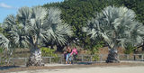 Picture relating to Bowen - titled 'Tropical plants Queens Beach Bowen'