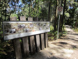 Picture relating to Buderim - titled 'Buderim-Palmwoods Railway'