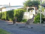 Picture relating to Sussex Inlet - titled 'Sussex Inlet Roos'