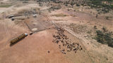 Eromanga - Mustering cattle approx 70km south on Thargo road