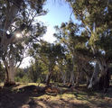 Picture of / about 'Arkaba Creek' South Australia - Arkaba Creek