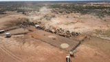 Picture relating to Eromanga - titled 'Eromanga - Mustering cattle approx 70km south on Thargo road'