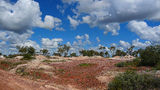 Picture relating to Lightning Ridge - titled 'Lightning Ridge Opal Fields and Diggings'