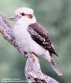 Picture relating to New South Wales - titled 'Birds of New South Wales - #4(b) - Murray River Region (Yarrawonga / Mulwala / Tocumwal)'
