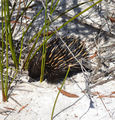 Picture relating to Lake McKenzie (Boorangoora) - titled 'Lake McKenzie (Boorangoora)'