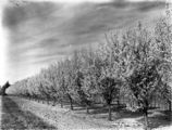 Picture relating to Yarralumla - titled 'Rows of flowering trees at Yarralumla Nursery'