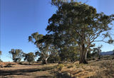 Picture of / about 'Arkaba Creek' South Australia - Arkaba Creek