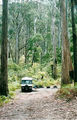 Picture relating to Mount Buangor State Park - titled 'Mount Buangor State Park: Ferntree Camp Ground'
