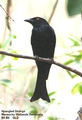 Picture relating to Queensland - titled 'Birds of Queensland - #3 - Bli Bli'