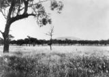 Picture relating to Jimbour - titled 'View on the Darling Downs of Jimbour Station, Queensland, ca. 1889'