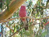 Picture relating to Yass - titled 'Galah'