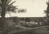 Picture relating to Boonah - titled 'Garden beds in full flower at Coochin Coochin Station'