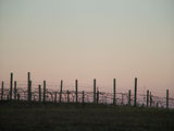 Picture relating to Holt - titled 'Grape vines in the vineyards behind Holt'