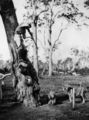 Picture relating to Toombul - titled 'James Trackson aiming a gun at tigers at Toombul, 1884'