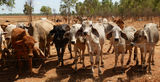 Picture relating to Katherine - titled 'Katherine Cattle'