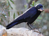 Picture relating to Queensland - titled 'Birds of Queensland - #7 - Tin Can Bay Region'