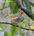 Picture relating to Phillip Island - titled 'Birds of Victoria - #1 (g) - Phillip Island (Oswin Roberts Reserve)'