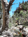 Picture relating to Telowie Gorge Conservation Park - titled 'Telowie Gorge Conservation Park'