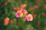 Picture relating to Shannon National Park - titled 'Shannon National Park'