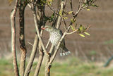 Picture relating to Yass - titled 'Olive Backed Oriole'