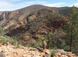 Picture relating to Gammon Ranges National Park - titled 'Gammon Ranges National Park'