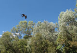 Picture relating to Nitmiluk (Krine Gorge) National Park - titled 'Black Kite'