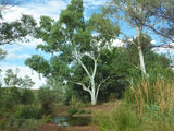 Picture relating to Ophthalmia Range - titled 'Kalgan Creek.'