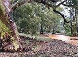 Picture relating to Bellaratta Creek - titled 'Bellaratta Creek'