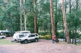 Picture relating to Tarra Valley Road - titled 'Tarra Valley Road'