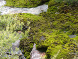 Picture relating to Mount William - titled 'Mount William moss'