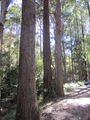 Picture relating to Buderim - titled 'Buderim'