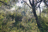Picture relating to Long Plain - titled 'Long Plain'