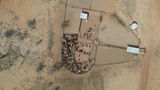 Eromanga - Mustering cattle approx 70km south on Thargo road