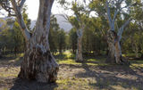 Picture of / about 'Arkaba Creek' South Australia - Arkaba Creek