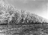 Picture relating to Yarralumla - titled 'Trees in Spring blossom at Yarralumla Nursery'
