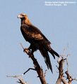 Birds of South Australia - #5 � The Flinders Ranges