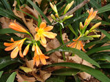 Picture relating to Rockdale - titled 'Rockdale Council Garden 1'