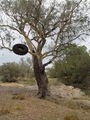 Picture relating to Collarenebri - titled 'Collarenebri Barwon River'